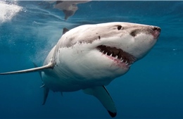 Rợn người trước cảnh 5.500 con cá mập trắng ngoài khơi Australia