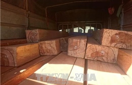 Hải Dương liên tiếp bắt giữ các vụ vận chuyển gỗ lậu ngay đầu năm mới 