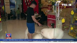 Các quán cà phê chó, mèo hút khách dịp Tết Nguyên đán Mậu Tuất