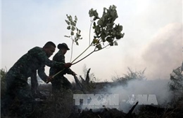 Cháy rừng lan rộng tại 4 tỉnh, Indonesia ban bố tình trạng khẩn cấp