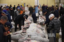 Hàn Quốc chưa cân nhắc dỡ bỏ lệnh cấm nhập khẩu hải sản của Nhật Bản