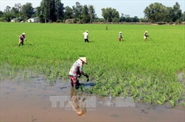 Lúa Đông Xuân ở Hậu Giang được thu mua với giá tăng cao