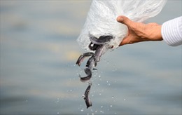Phóng sinh hơn 5 tấn cá xuống sông Hồng 