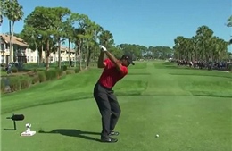 Video Tiger Woods tung cú đánh golf trúng con ngỗng