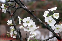 Hoa lê trắng giữa mùa xuân Hà Nội