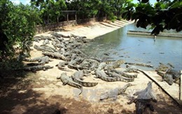 Cảnh báo tình trạng cá sấu xuất hiện trên sông Ông Đốc, Cà Mau