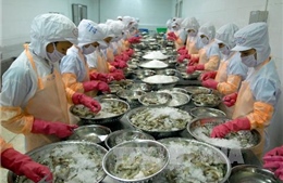 Australia tới Việt Nam kiểm tra về chuỗi sản xuất tôm xuất khẩu