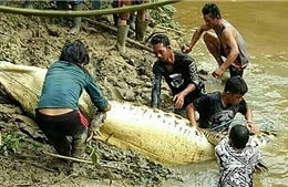 Phát hiện chân tay người trong bụng cá sấu khổng lồ tại Indonesia