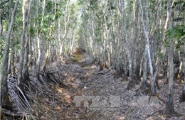 Đắk Lắk: Nguy cơ xảy cháy tại khu vực rừng chết khô sau bão 