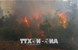  Trên 40 ha rừng thông phòng hộ tại Gia Lai bị thiêu cháy