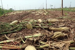 Nông dân Mê Linh (Hà Nội) xót xa vứt bỏ củ cải trắng đồng