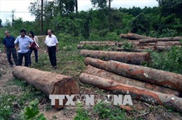 Tận thu gỗ rừng thiệt hại sau bão, chặt luôn cả cây không đổ