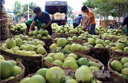 Nam Bộ sẽ chuyển đổi trên 120.000 ha cây trồng trên đất lúa