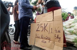 Người dân Thủ đô &#39;giải cứu&#39; củ cải giúp nông dân Tráng Việt
