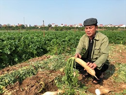 Củ cải trắng, nước mắt mặn trên cánh đồng Tráng Việt, Mê Linh