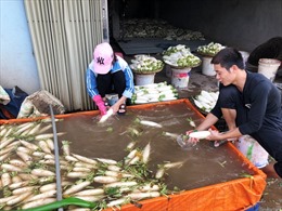 Mỏi mòn trông chờ giải pháp dài hơi cho củ cải Tráng Việt