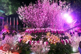 Hoa anh đào tươi rói khoe sắc tại Vườn hoa tượng đài Lý Thái Tổ