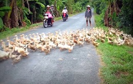 Báo nước ngoài sửng sốt trước cảnh vịt qua đường ở Việt Nam
