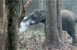 Các chuyên gia bối rối với video voi &#39;nhả khói&#39;