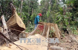 Quảng Nam: Khẩn trương điều tra vụ phá rừng phòng hộ ở huyện Đông Giang