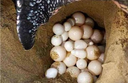 Bà Rịa-Vũng Tàu: Xét xử vụ mua bán trứng vích của Vườn Quốc gia Côn Đảo