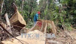 Quảng Nam xử lý nghiêm hai vụ phá rừng tại Đông Giang và Nam Giang 