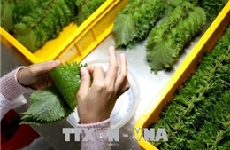 Cục Bảo vệ thực vật thông tin về việc Nhật Bản tăng tần suất kiểm tra nông sản Việt