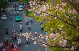 Người dân TP Hồ Chí Minh xao xuyến trước sắc hoa kèn hồng trên phố