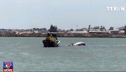Cá voi nặng 2,5 tấn trôi dạt vào biển Bình Thuận