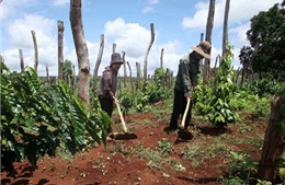 Tín dụng chính sách đẩy lùi 'tín dụng đen' ở nông thôn