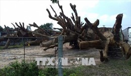 Yêu cầu Kiểm lâm các tỉnh báo cáo tình hình khai thác, vận chuyển cây cổ thụ