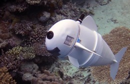 Cá robot SoFi sẽ giúp &#39;vén màn bí mật&#39; đại dương?