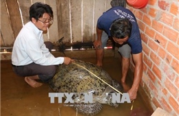 Từ chối bán với giá 150 triệu đồng để thả rùa biển khoảng 200 kg về tự nhiên