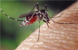 Tìm ra loại thuốc chống sốt rét có khả năng biến máu người thành độc tố với muỗi