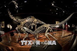 Một người chi gần 3 triệu euro mua hai bộ xương hóa thạch khủng long