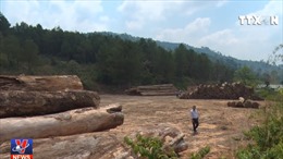 Kon Tum phát hiện vụ vận chuyển gỗ tang vật kèm gỗ lậu