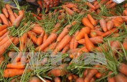 Thu giữ hơn 6 tấn cà rốt ngâm hóa chất