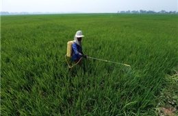 Hàng nghìn ha lúa ở Thừa Thiên - Huế nhiễm sâu bệnh