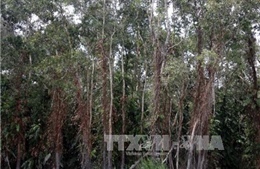 Hàng ngàn ha rừng tràm U Minh Hạ đối mặt với nguy cơ cháy nguy hiểm 
