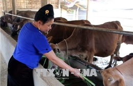 Vượt lên khuyết tật, người phụ nữ Thái làm giàu nhờ chăn nuôi, trồng trọt
