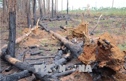 Đắk Nông tạm giữ khẩn cấp một phó Trạm quản lý – bảo vệ rừng