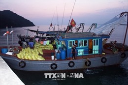 Tám tàu cá khai thác trái phép 5 tấn ốc điếu tại Quảng Ninh