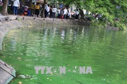Xuất hiện váng xanh nghi tảo độc tại hồ Hoàn Kiếm 