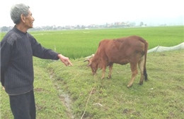 Vụ thu phí đồng cỏ ở Thanh Hóa: Yêu cầu trả lại tiền và xin lỗi người dân 