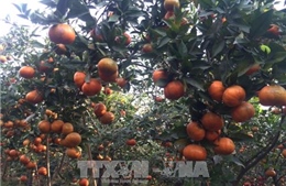 Khuyến cáo nông dân Trà Vinh không nên ồ ạt bỏ lúa để trồng cam