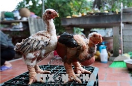 Thụ tinh nhân tạo cho gà Đông Tảo để bảo tồn nguồn giống quý