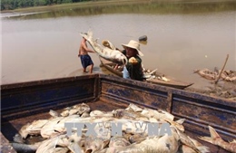 Gần 20 tấn cá chết trắng tại đập Bình Hà 1, Bình Phước
