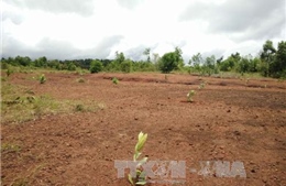 Kiến nghị xử lý sai phạm trong quản lý đất đai tại huyện Trần Văn Thời, Cà Mau 