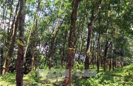 Đề xuất chuyển đổi 18.100 ha đất cao su tại Đồng Nai