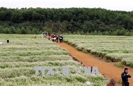 Thung lũng hoa Tam giác mạch ở Thanh Hóa - điểm đến hấp dẫn du khách